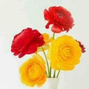 Meet your Posher, Dhvani